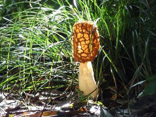 ～　キノコのルームランプ？　～