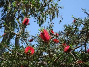 ～　ブラシノキ　～