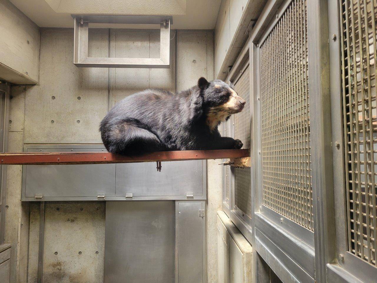 メガネグマの移動方法の写真