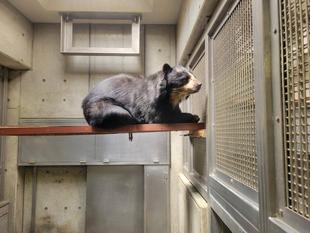 メガネグマの移動方法