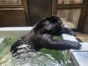 プールの季節ですね('ω')ノ