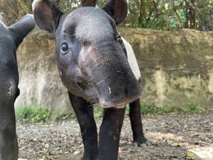 うり坊成長日記 祝!大台突破!!!!!!