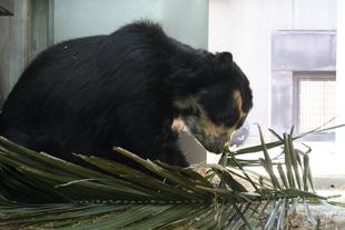 ヤシの葉をどうぞ！