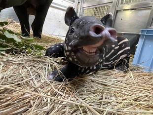 うり坊成長日記 ひでおの表情七変化編