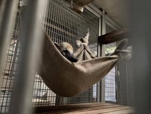 ベンジャミンにもハンモックを・・・