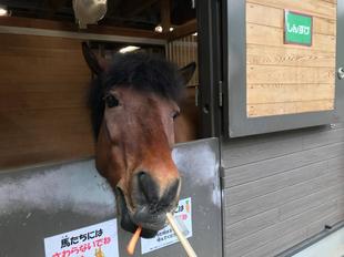 馬のエサやりイベント再開｜混雑しない朝ごはんがオススメ！