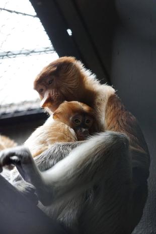 テングザルの小さいうんち☆*+。