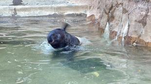 うり坊成長日記　とても楽しそうに