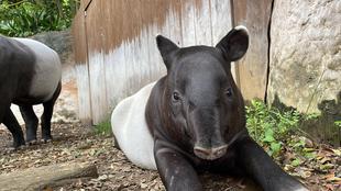 うり坊成長日記 春は眠たい・・・?