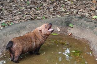 試しにヤブイヌに骨を与えてみました('ω')ノ