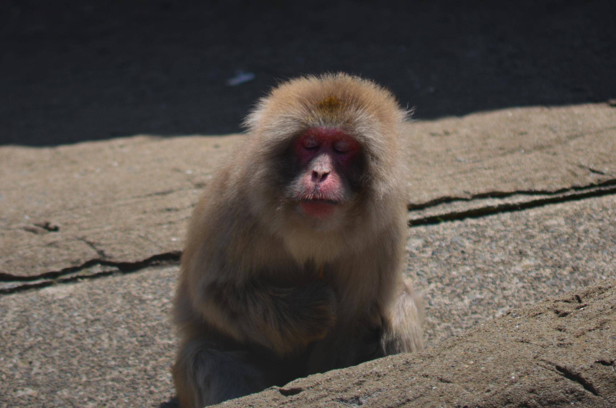 お知らせ★ニホンザルより★の写真