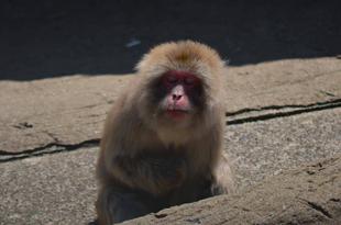 お知らせ★ニホンザルより★