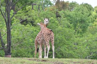 6月は世界キリンの日！