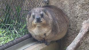 ケープハイラックス舎の寝室改築計画！