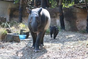 うり坊成長日記　祝！ロコ１３歳☆☆☆