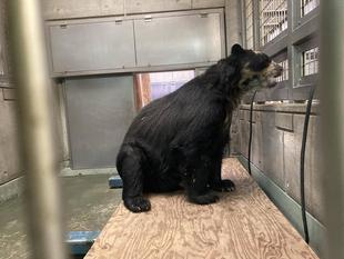 マックスの体重測定!