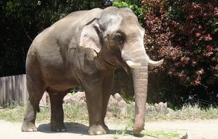 ゾウ班に新しい仲間が加わりましたの巻!