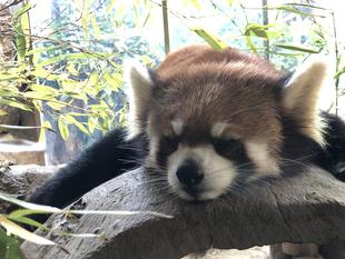 あついのはにがて