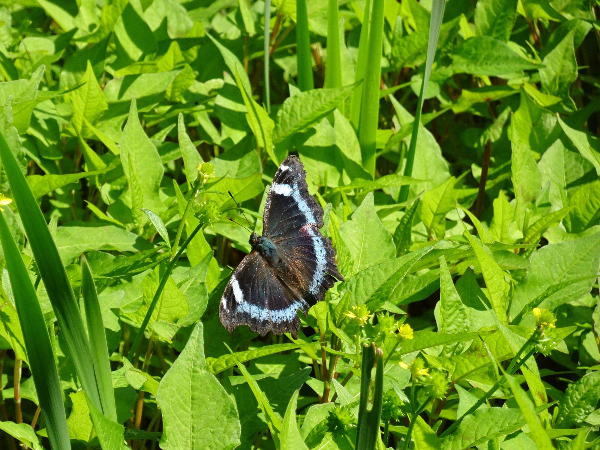 ~ 自然体験林 5月編 ~の写真
