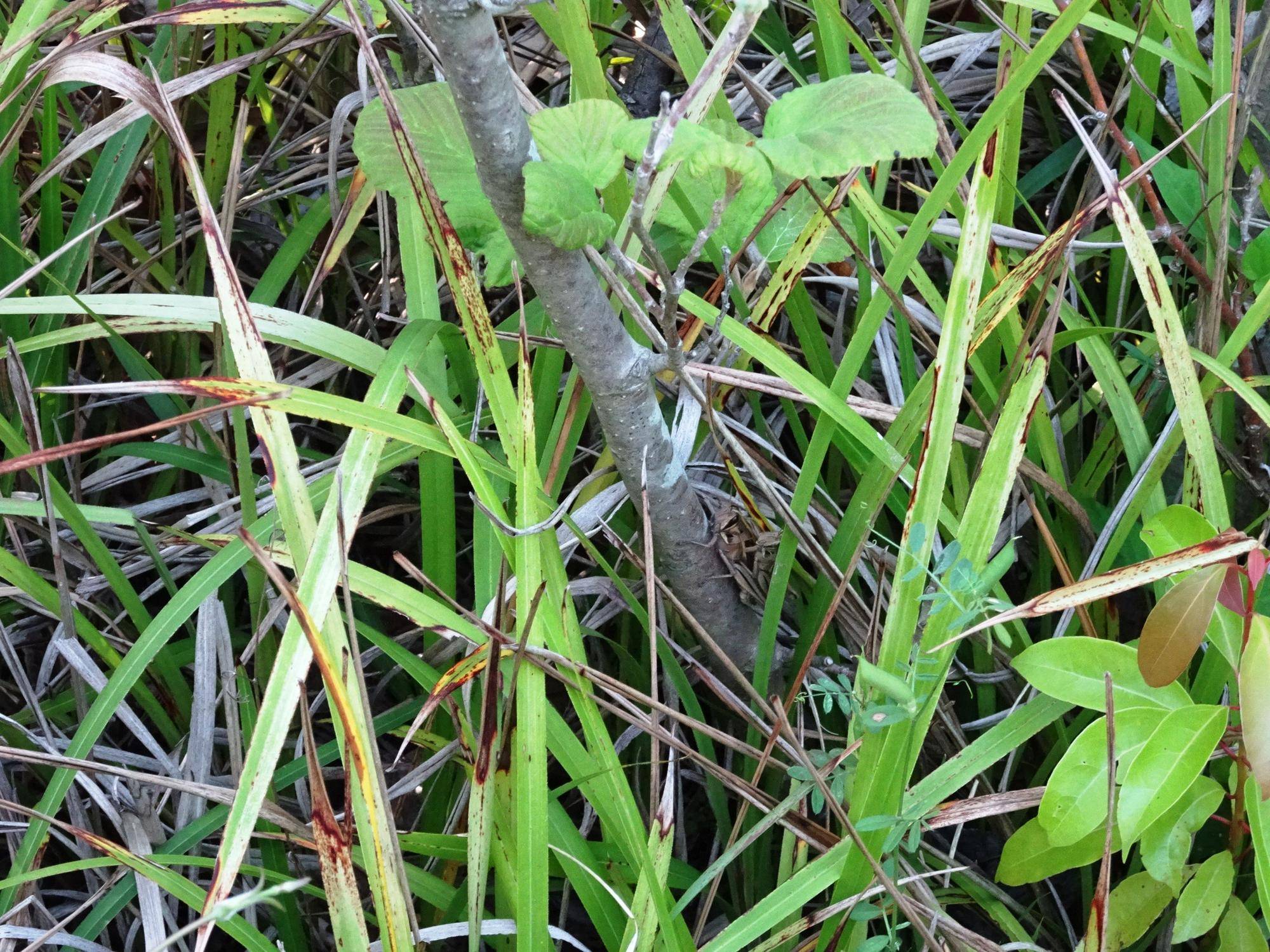 ~ 擬態☆見つけたい! #2 ~の写真