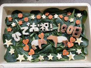 うり坊成長日記 それはいらないの。編