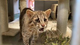 ツシマヤマネコのめいが出園しました。