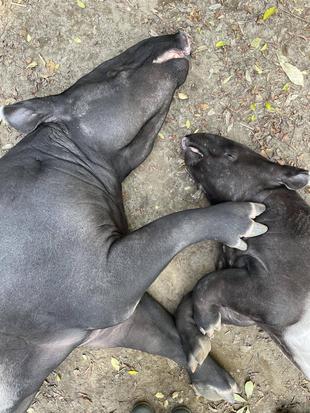 うり坊成長日記 親子一緒に編