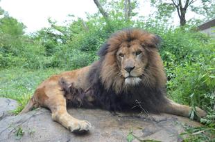 屋外展示場馴致 ～シドウ編～