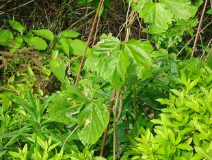 ～　擬態☆見つけたい！　#5　～