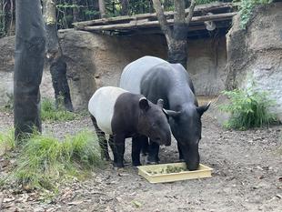 うり坊成長日記　好き嫌い発覚編