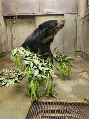 寝室でもカシの葉を与えました・・・美雪編