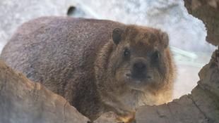 ケープハイラックス舎の寝室改築計画！②