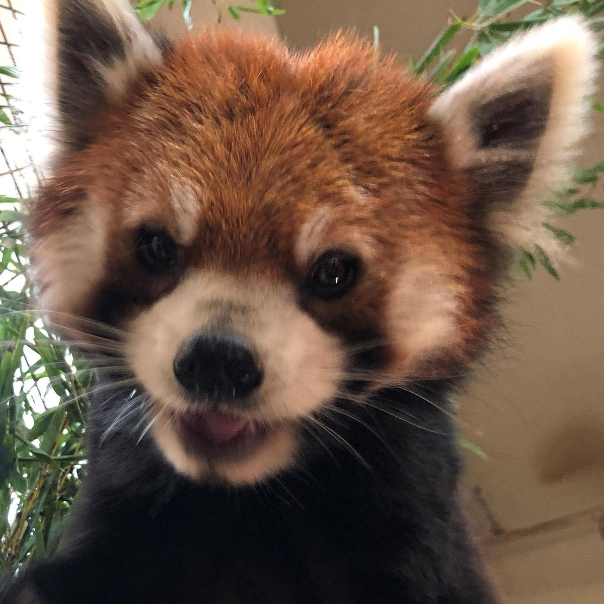 まめたろう、6歳！|飼育日誌｜ブログ|よこはま動物園ズーラシア公式 