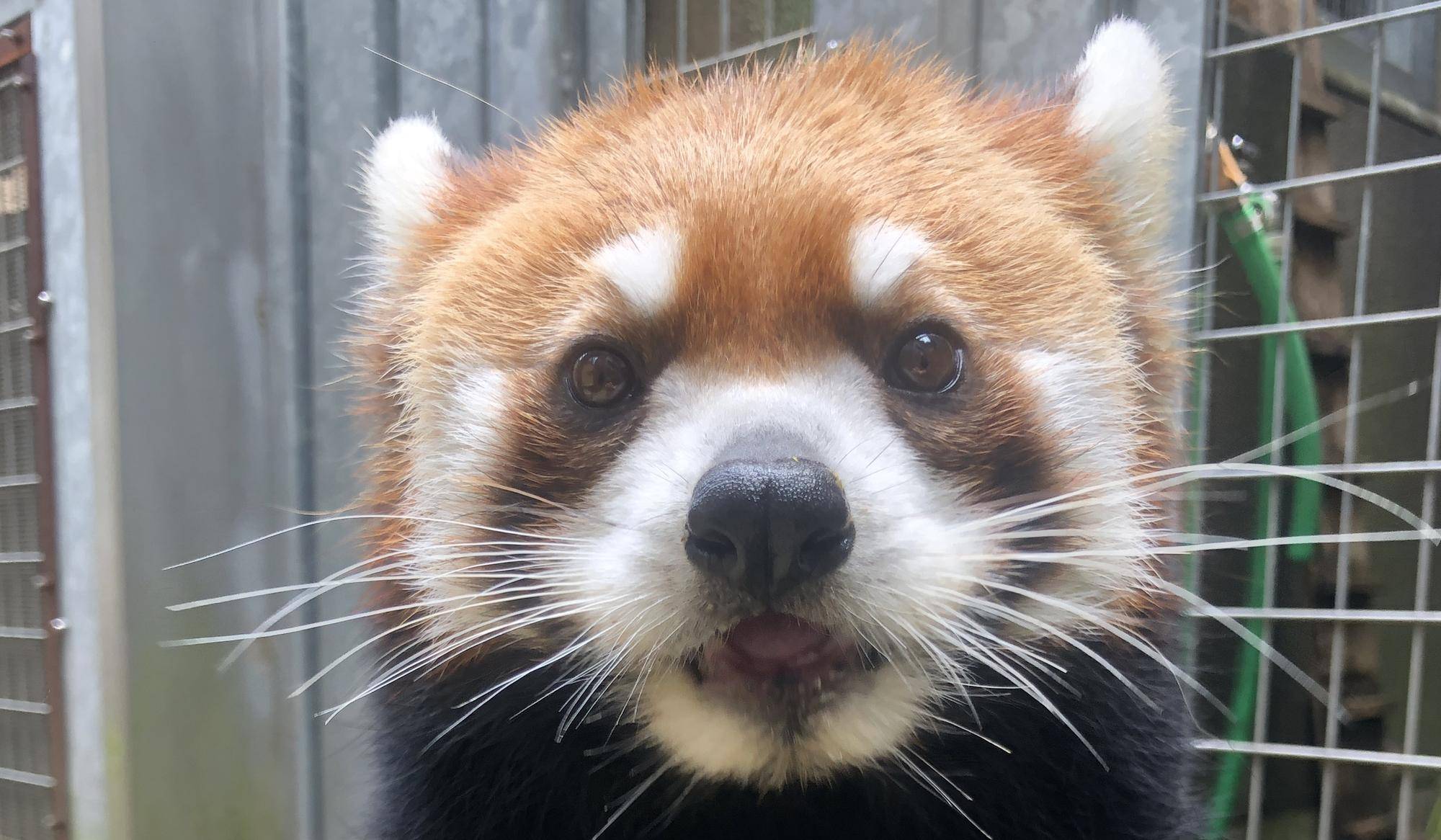 キク、7歳!の写真