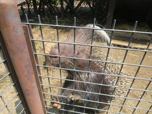 種までたべる！