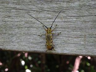 ～　自然体験林　6月編～