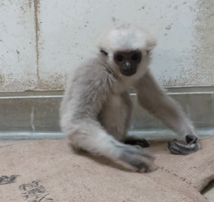 プロイ、大きくなって変わりました！