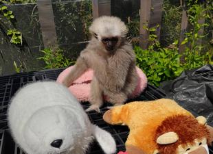 プロイのお気に入り