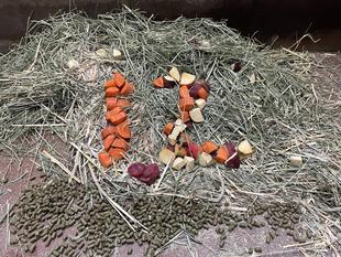 ２頭揃っての誕生日！！