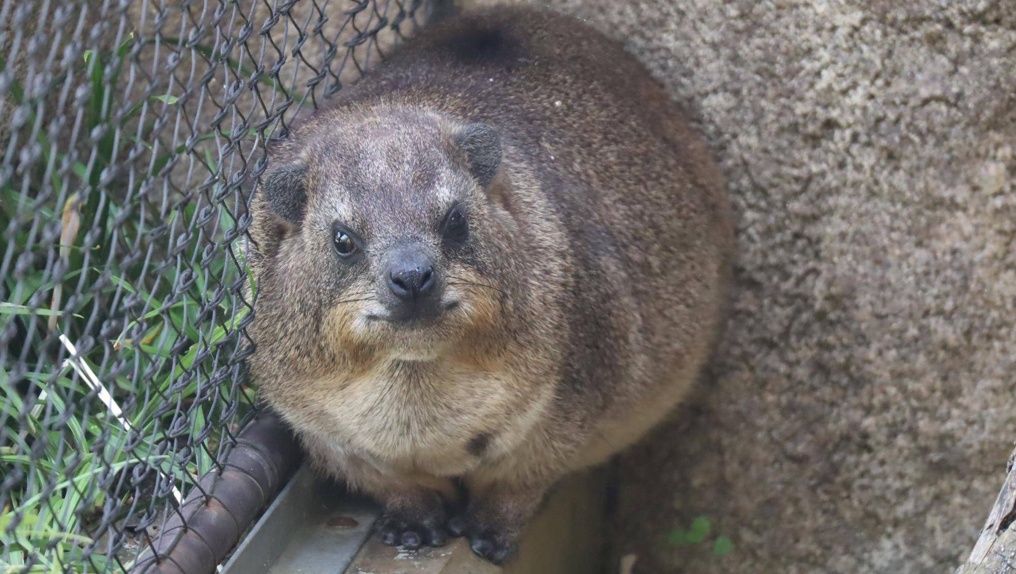 今日はもちの誕生日です!の写真