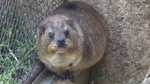 今日はもちの誕生日です！