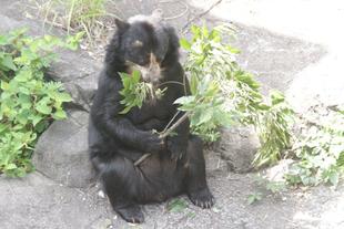 カシの葉を吊るしてみました('ω')ノ・・・美雨編