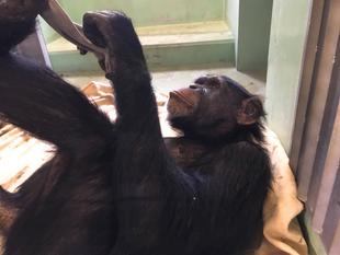 ズーラシアどうぶつ教室～チンパンジーってどうやって寝るの？～