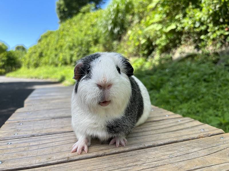 ぱかぱか広場は何ショットブログ?の写真