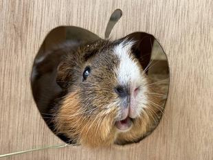 密着！展示モル！