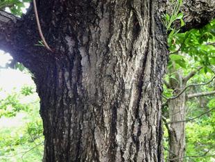 ～　擬態☆見つけたい！　＃4　～