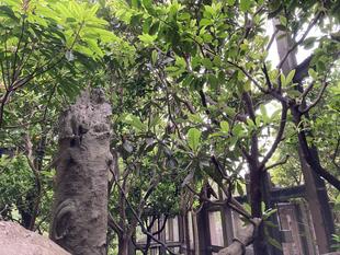 ベンジャミンを探せ★