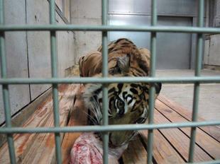 ハッピーバースデー!