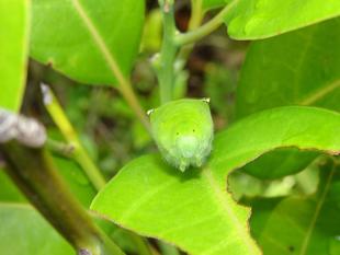 ～　アオスジアゲハの成長　～