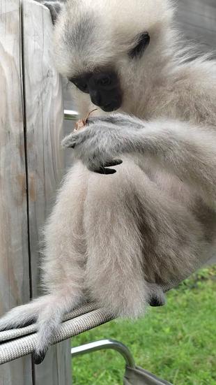 プロイと夏の風物詩